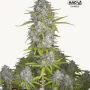 Семена конопли ORANGE SHERBET Auto от Fast Buds
